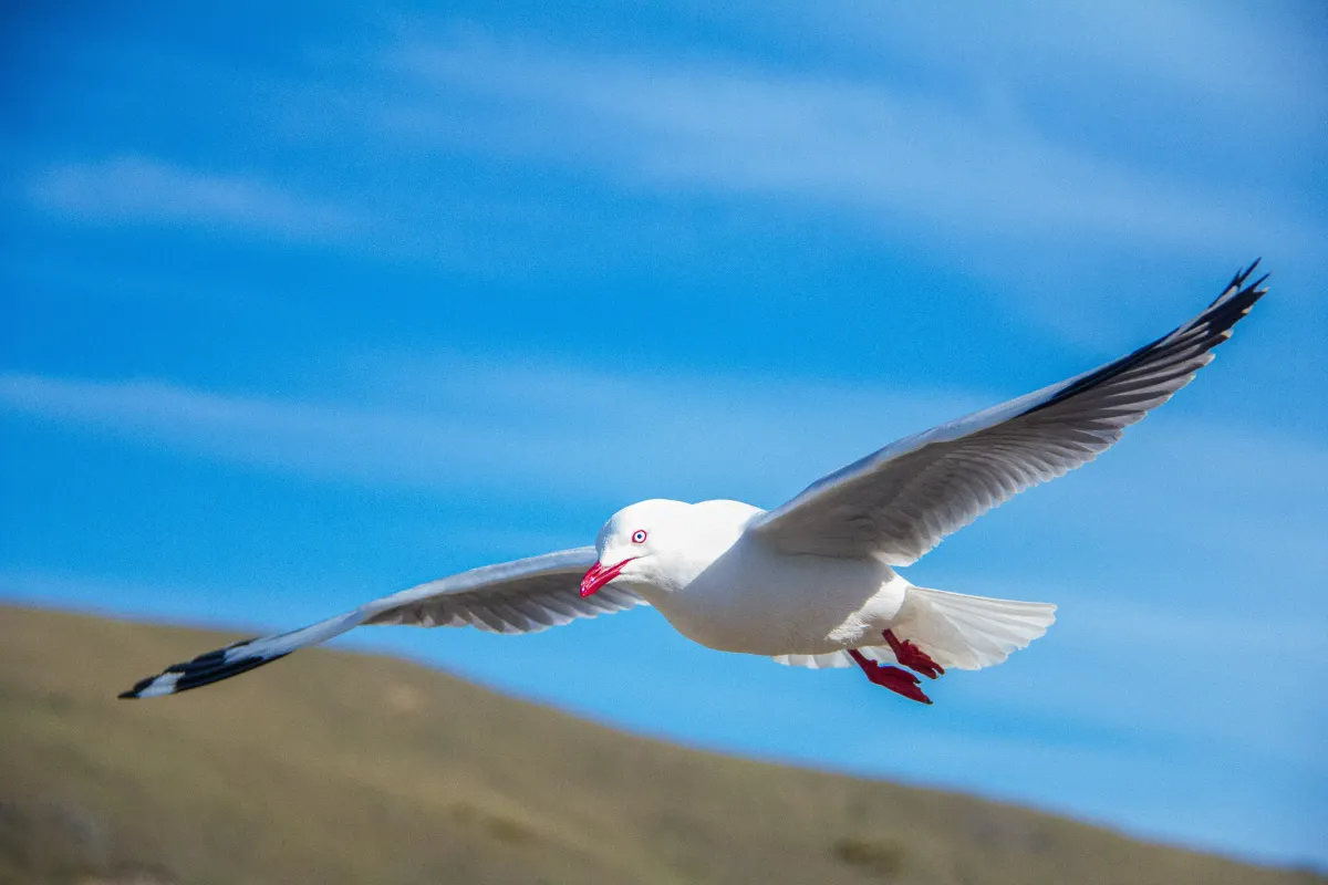 GET STARTED WITH GLIDE KOTLIN LIBRARY FOR ANDROID